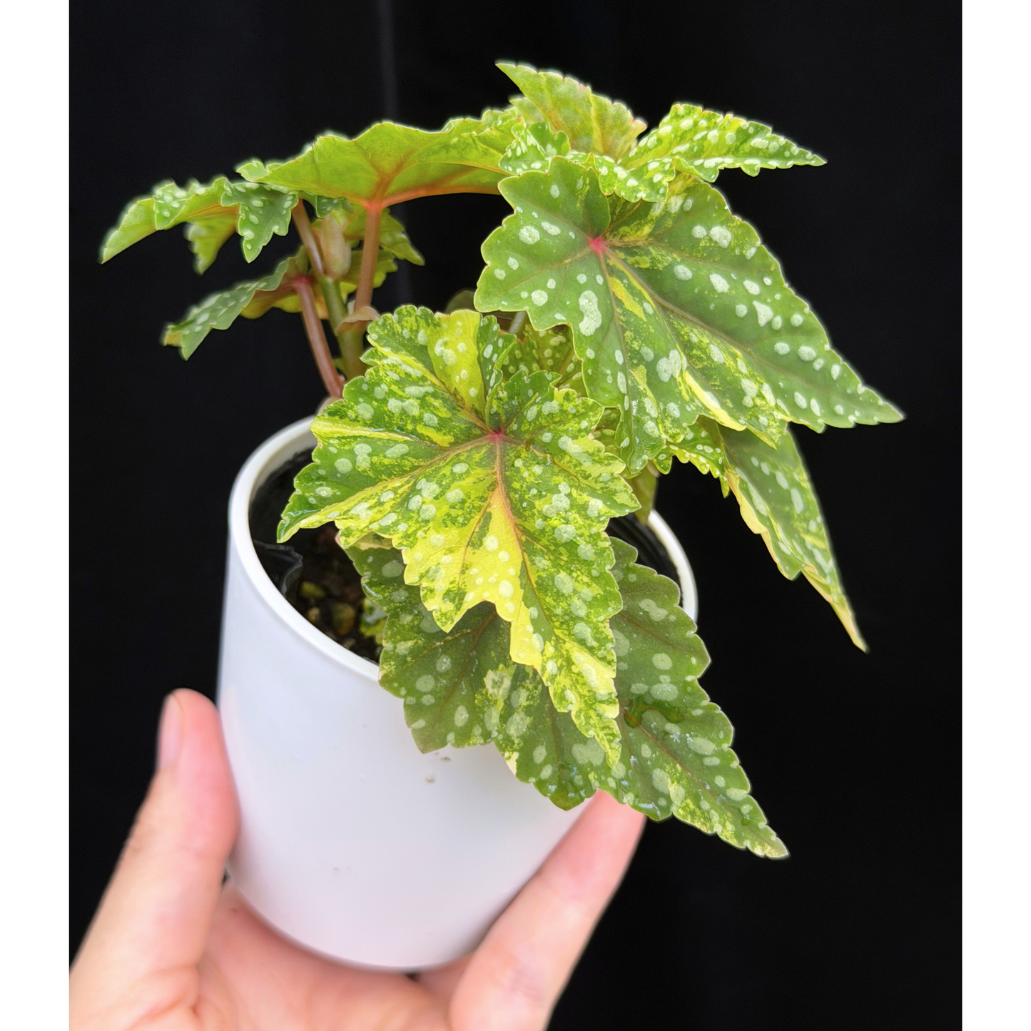 【一点もの】ベゴニア 出雲の煌星 斑入り Izumo no Kiraboshi variegated 希少 激レア