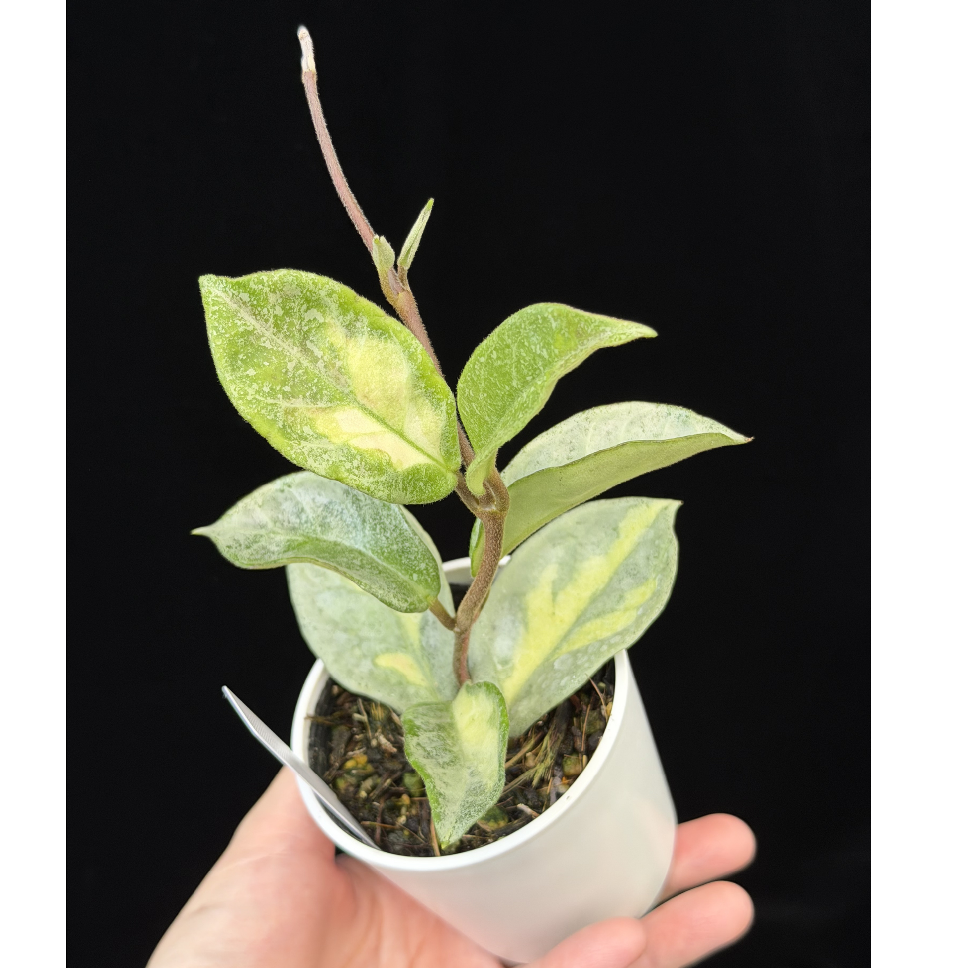 一点もの】ホヤ・アルゲンティア・プリンセス Hoya carnosa 'Argentea