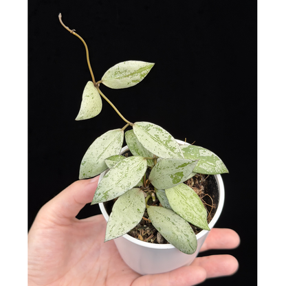 【一点もの】ホヤ ラクノーサ スルカタ Hoya lacunosa sulcata 希少 レア