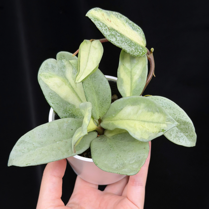 【一点もの】ホヤ・アルゲンティア・プリンセス Hoya carnosa 'Argentea Princess'  希少 レア
