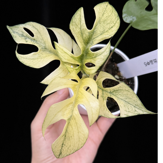 一点もの植物 – inakougei