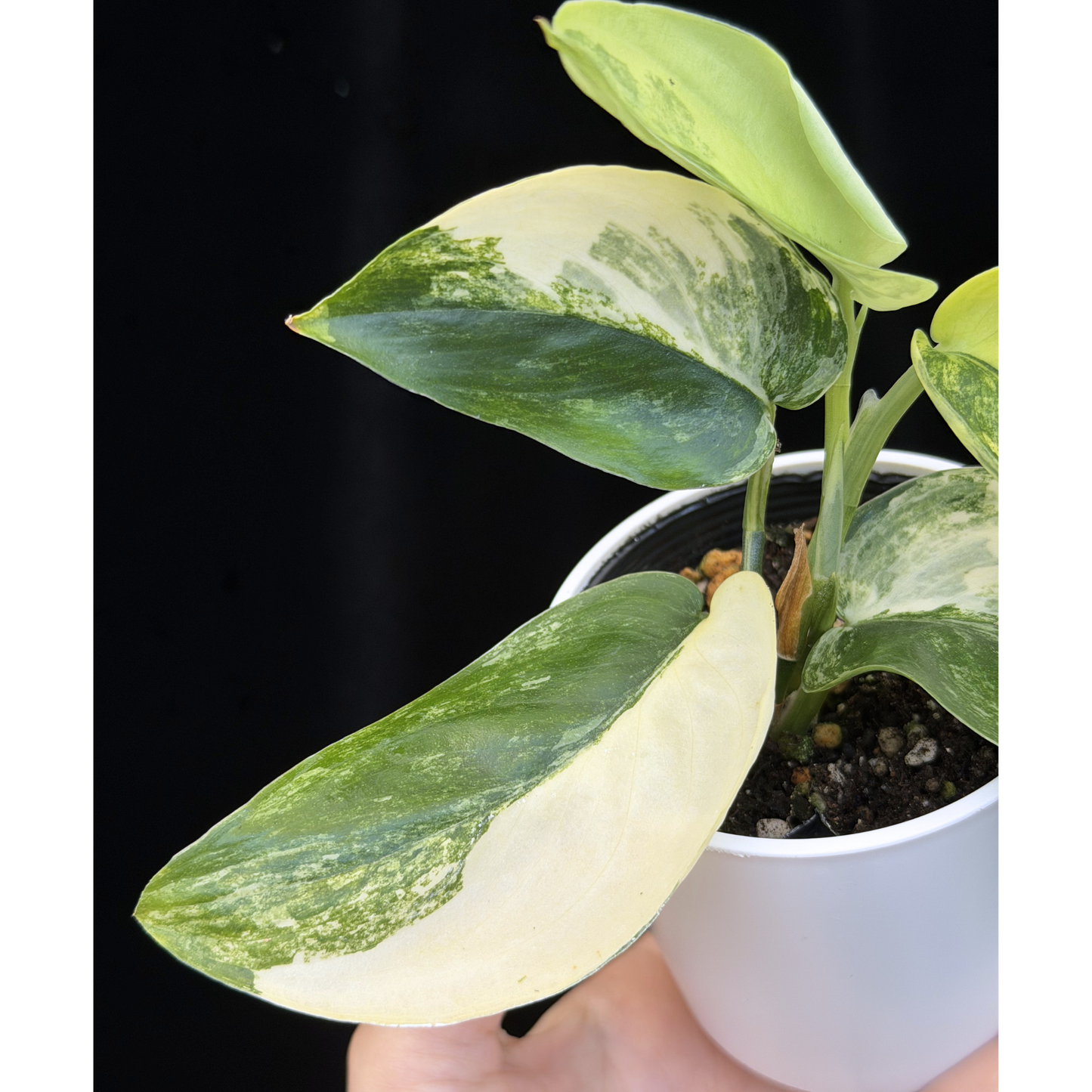 【一点もの】スキンダプサス ジェイドサテン オーレア Scindapsus  ‘Jade Satin’ aurea variegated