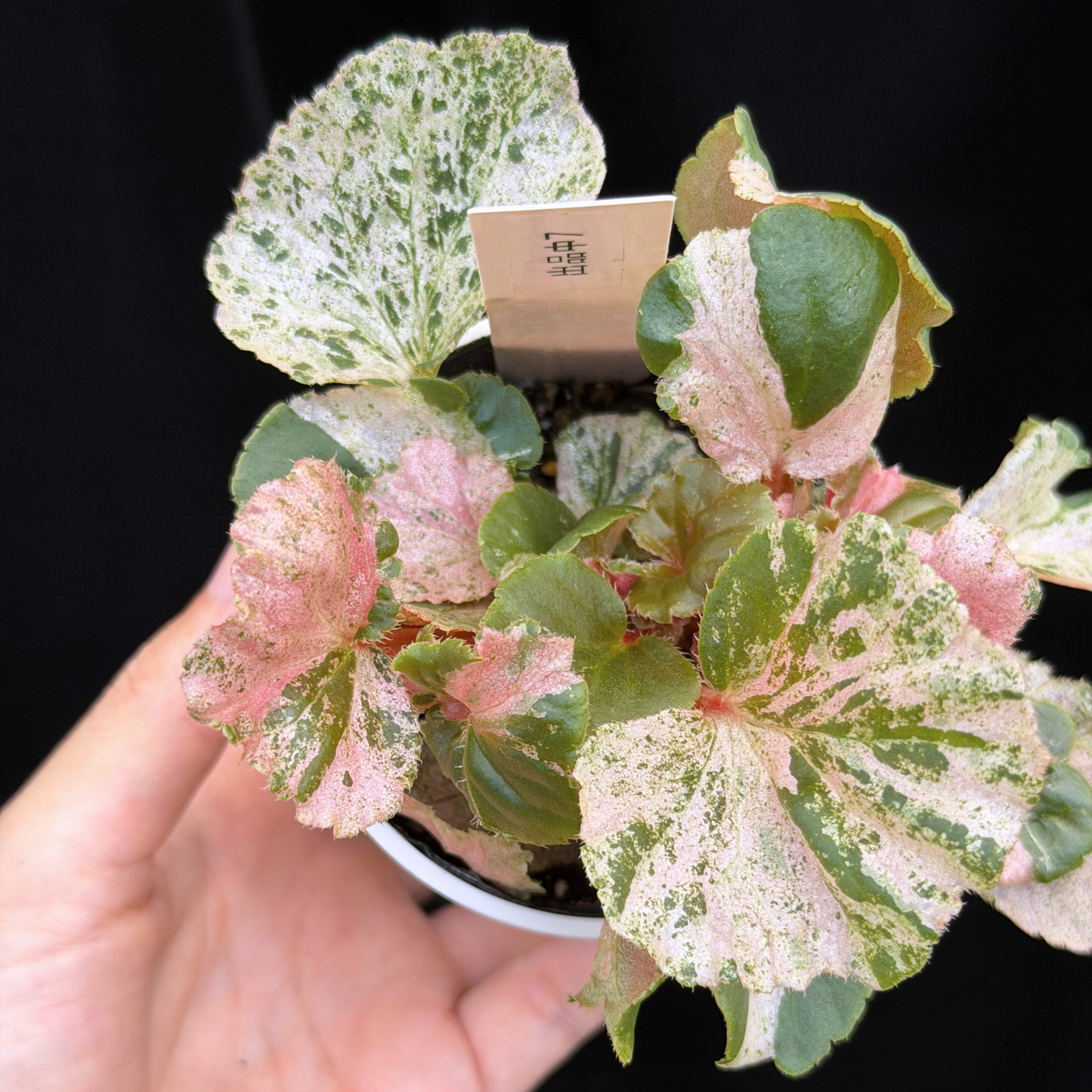 【一点もの】ベゴニア ククラータ ピンク斑入り begonia cucullata Pink variegated 希少 レア 7