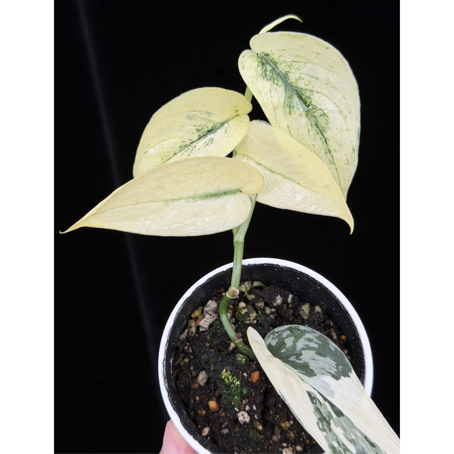 【一点もの】スキンダプサス ピクタス マヤリ Scindapsus Pictus variegata “ｍayari “