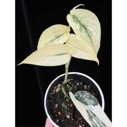 【一点もの】スキンダプサス ピクタス マヤリ Scindapsus Pictus variegata “ｍayari “