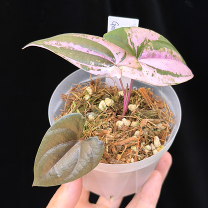 【一点もの】 Dioscorea filiformis ‘Gamma Ray’　ねこチップSS植え 激レア