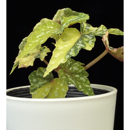 【一点もの】ベゴニア 出雲の煌星 斑入り Izumo no Kiraboshi variegated 希少 激レア