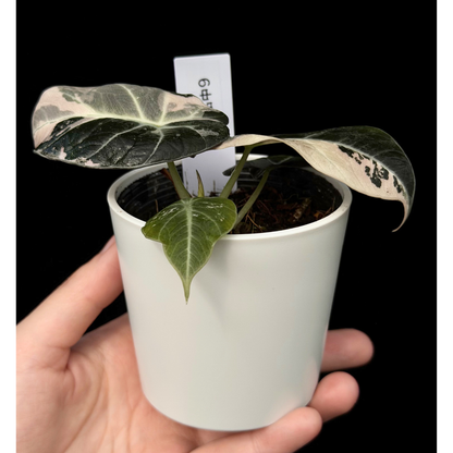 【一点もの】アロカシア ブラックベルベット ピンク斑入り Alocasia Black Velvet Pink Variegated レア 希少