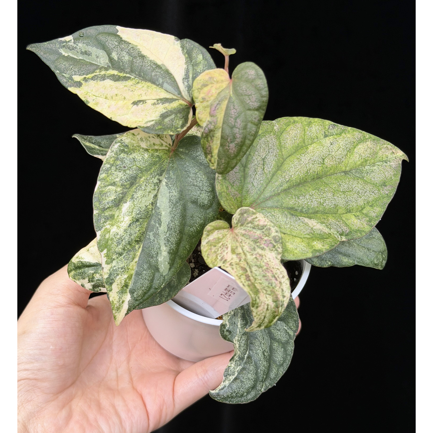 【一点もの】Piper sylvaticum variegated  ピペル シルバティクム斑入り 21