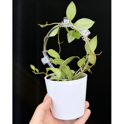 【一点もの】ホヤ ラクノーサ スルカタ Hoya lacunosa sulcata クリア支柱Sサイズ