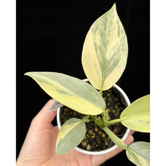 【一点もの】Philodendron Silver Sword Variegata フィロデンドロン シルバーソード 斑入り 5