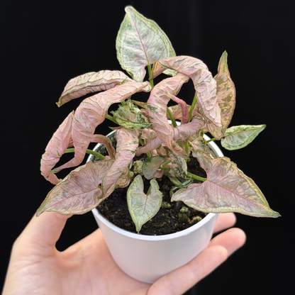 【一点もの】シンゴニウム ピンクローリー Syngonium Pink Rolli