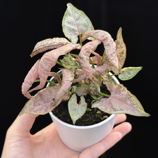 【一点もの】シンゴニウム ピンクローリー Syngonium Pink Rolli