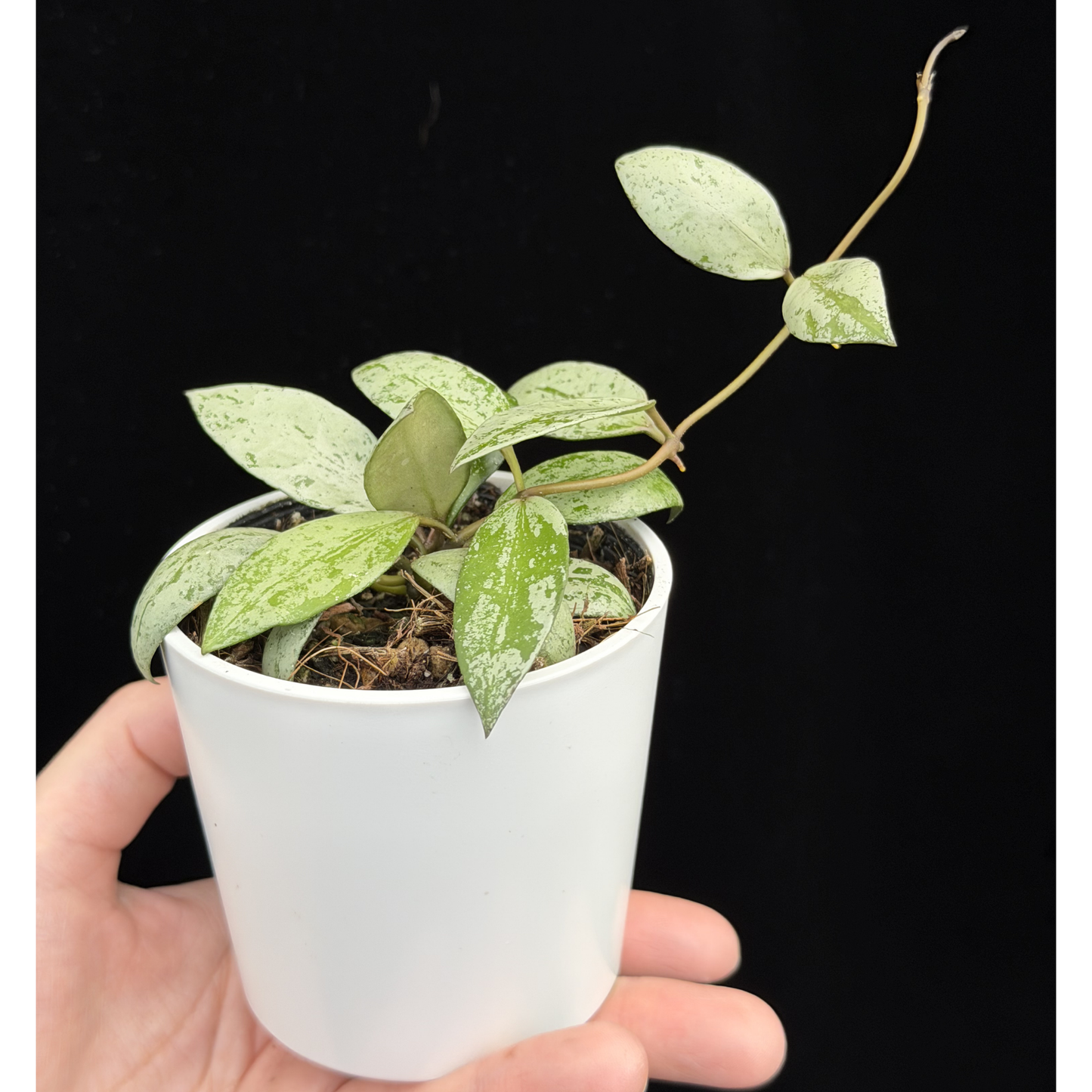 【一点もの】ホヤ ラクノーサ スルカタ Hoya lacunosa sulcata 希少 レア
