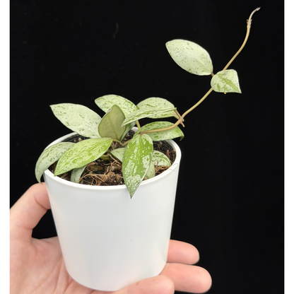 【一点もの】ホヤ ラクノーサ スルカタ Hoya lacunosa sulcata 希少 レア