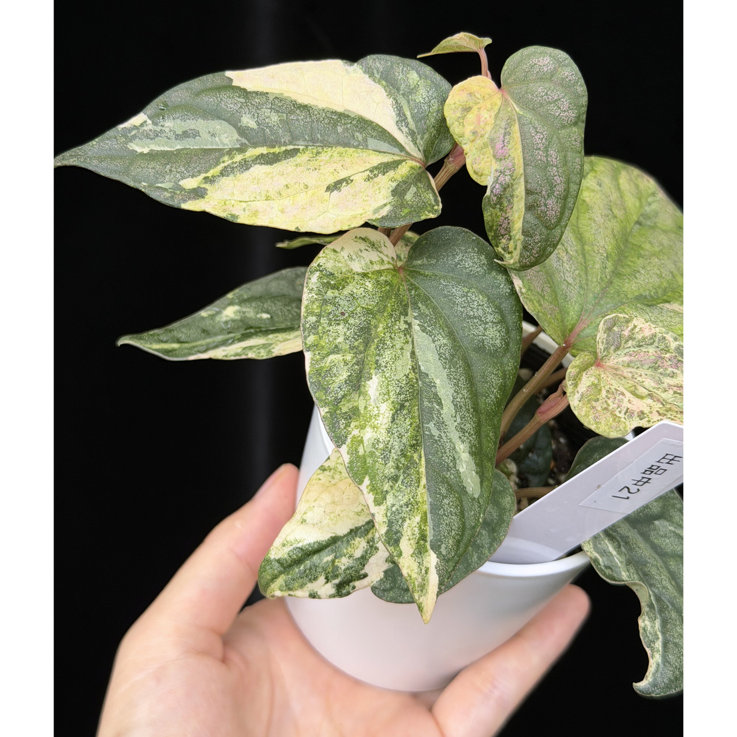 【一点もの】Piper sylvaticum variegated  ピペル シルバティクム斑入り 21