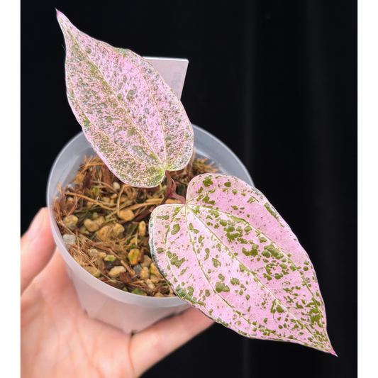 【一点もの】Dioscorea kerrii ‘Crape Color’　ねこチップSS植え
