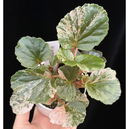 【一点もの】ベゴニア ククラータ ピンク斑入り begonia cucullata Pink variegated 希少 レア 15