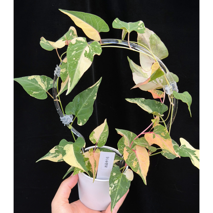【一点もの販売】ファロピア マルチフローラ 斑入り クリア支柱Mサイズ仕立て Fallopia multiflora 'Variegata'　16