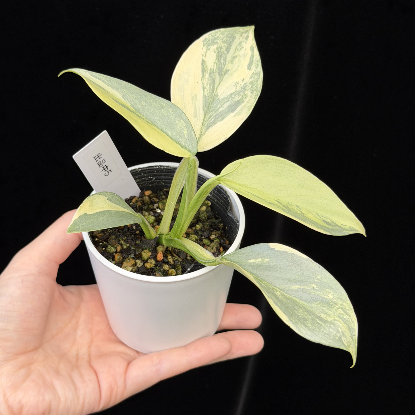 【一点もの】Philodendron Silver Sword Variegata フィロデンドロン シルバーソード 斑入り 5