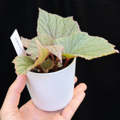 【一点もの】ベゴニア シンバッド Begonia Sinbad 23
