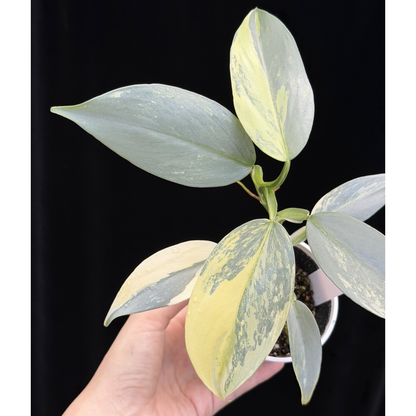 【一点もの】Philodendron Silver Sword Variegata フィロデンドロン シルバーソード シルバーメタル ハスタータム 斑入り レア 希少 20