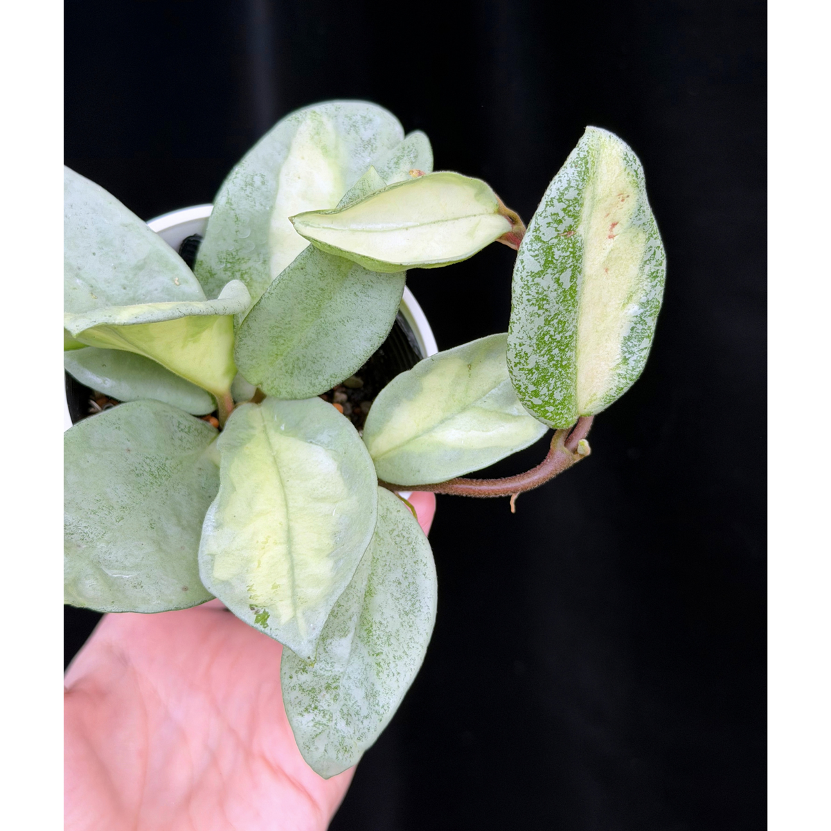 【一点もの】ホヤ・アルゲンティア・プリンセス Hoya carnosa 'Argentea Princess'  希少 レア