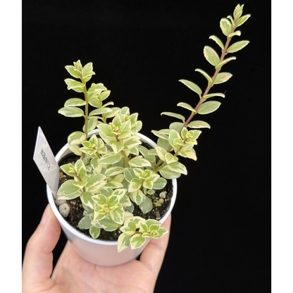 【一点もの】コルムネア ミクロフィラ 斑入り 希少 レア 12