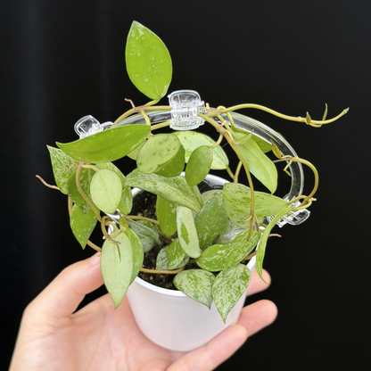 【一点もの】ホヤ ラクノーサ スルカタ Hoya lacunosa sulcata クリア支柱Sサイズ