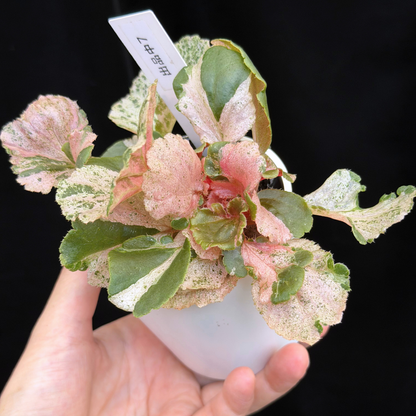 【一点もの】ベゴニア ククラータ ピンク斑入り begonia cucullata Pink variegated 希少 レア 7