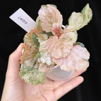 【一点もの】ベゴニア ククラータ ピンク斑入り begonia cucullata Pink variegated 希少 レア 7