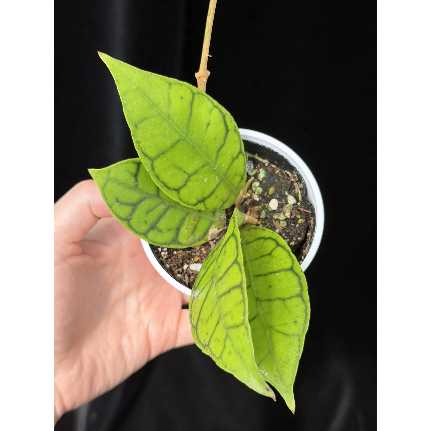 【一点もの】ホヤ カリストフィラ 花座付き Hoya callistophylla