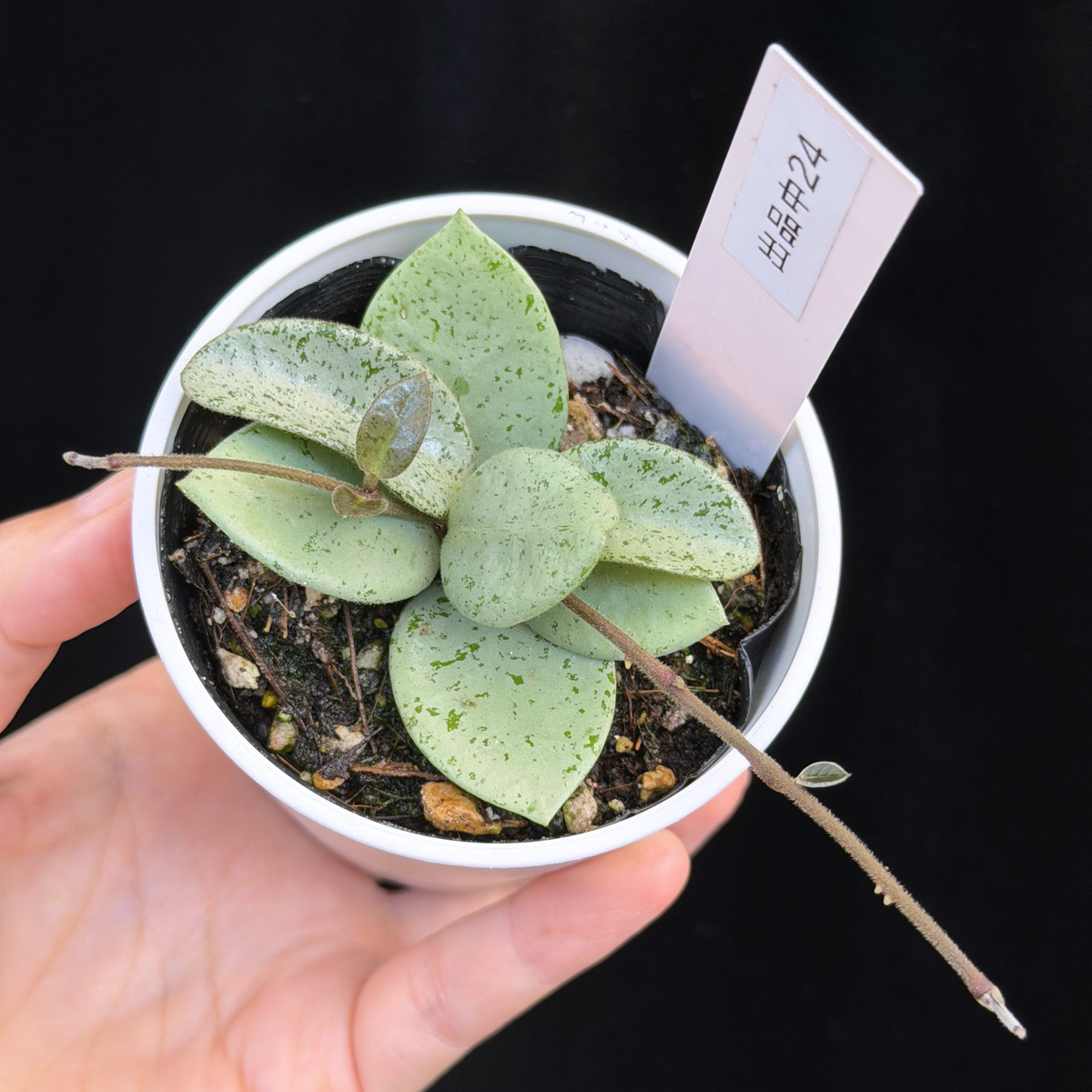 【一点もの】ホヤ マチルダ シルバー Hoya mathilde silver 希少 レア 24