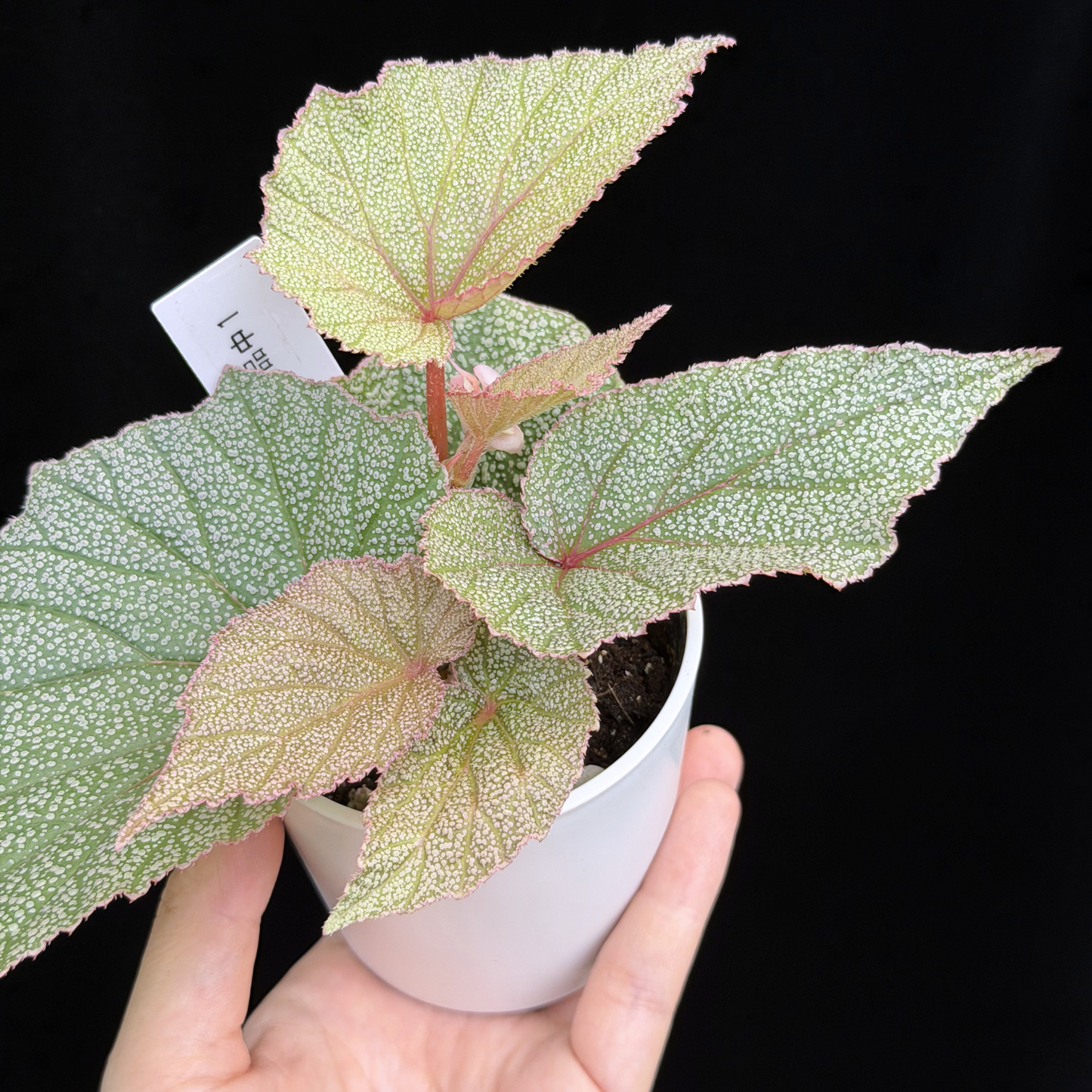 【一点もの】ベゴニア シンバッド Begonia Sinbad 1