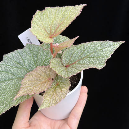 【一点もの】ベゴニア シンバッド Begonia Sinbad 1