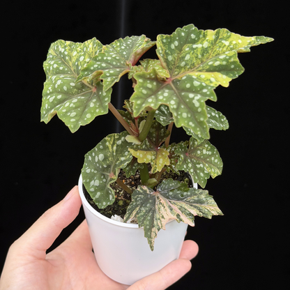 【一点もの】ベゴニア 出雲の煌星 斑入り Izumo no Kiraboshi variegated 希少 激レア
