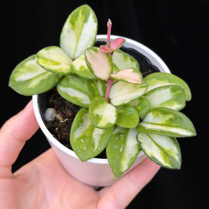 【一点もの】ホヤ マチルダ 内斑入り Hoya mathilde inner variegated 希少 レア
