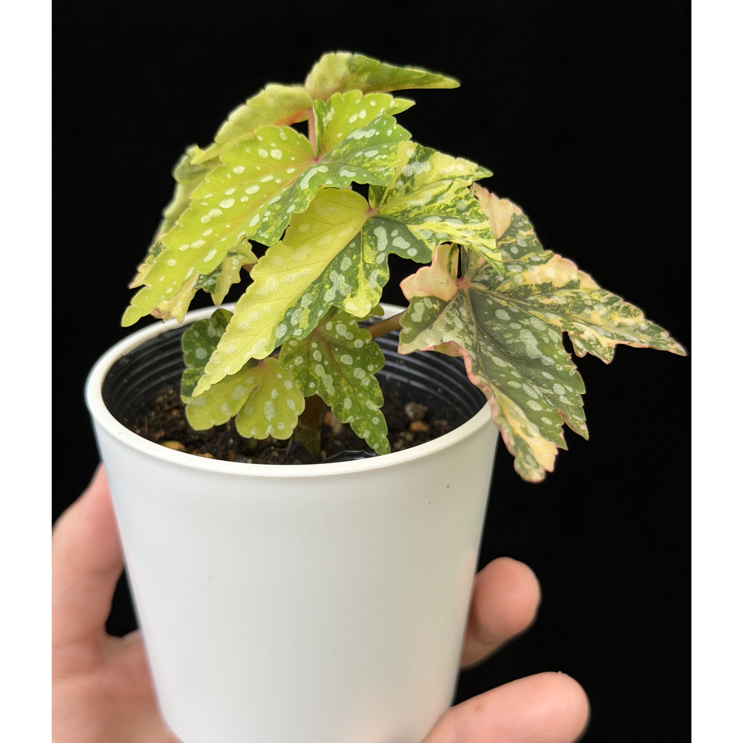 【一点もの】ベゴニア 出雲の煌星 斑入り Izumo no Kiraboshi variegated 希少 激レア