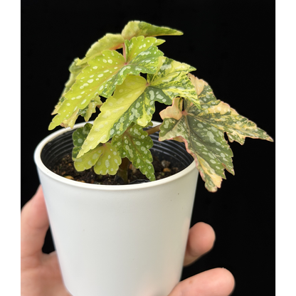 【一点もの】ベゴニア 出雲の煌星 斑入り Izumo no Kiraboshi variegated 希少 激レア