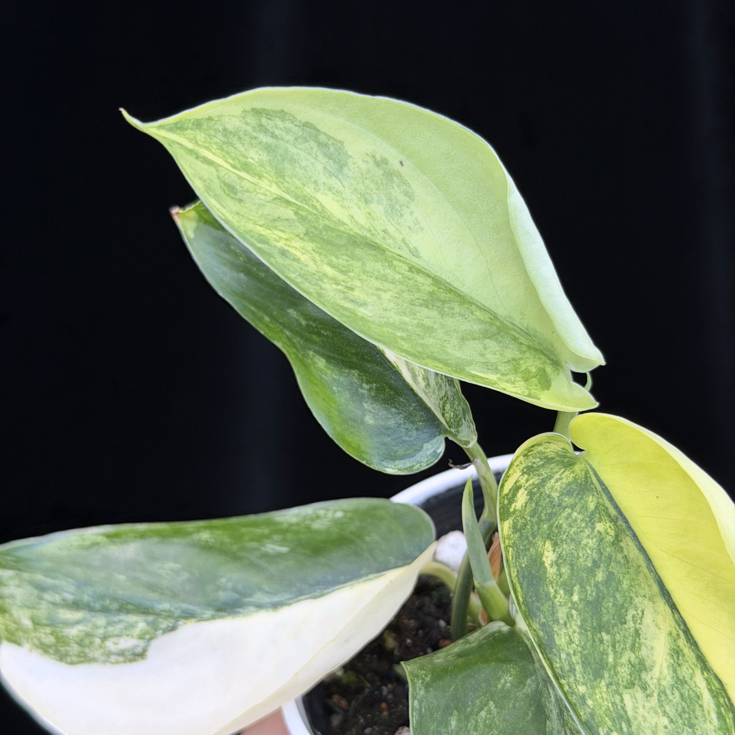 【一点もの】スキンダプサス ジェイドサテン オーレア Scindapsus  ‘Jade Satin’ aurea variegated