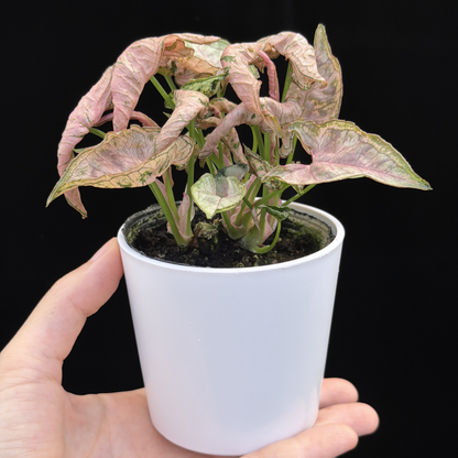 【一点もの】シンゴニウム ピンクローリー Syngonium Pink Rolli