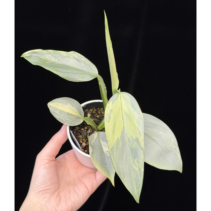 【一点もの】Philodendron Silver Sword Variegata フィロデンドロン シルバーソード 斑入り 4