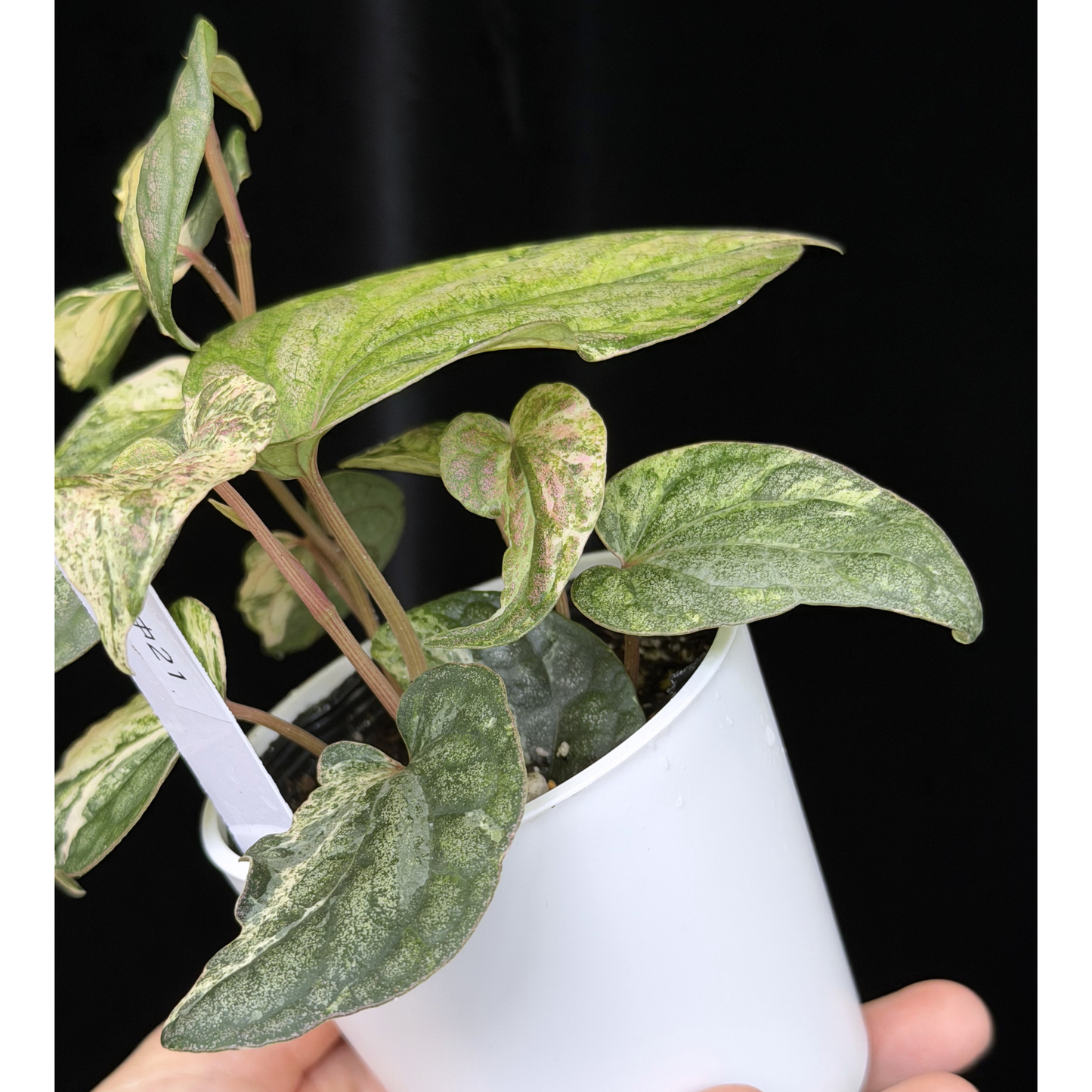 【一点もの】Piper sylvaticum variegated  ピペル シルバティクム斑入り 21