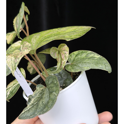 【一点もの】Piper sylvaticum variegated  ピペル シルバティクム斑入り 21