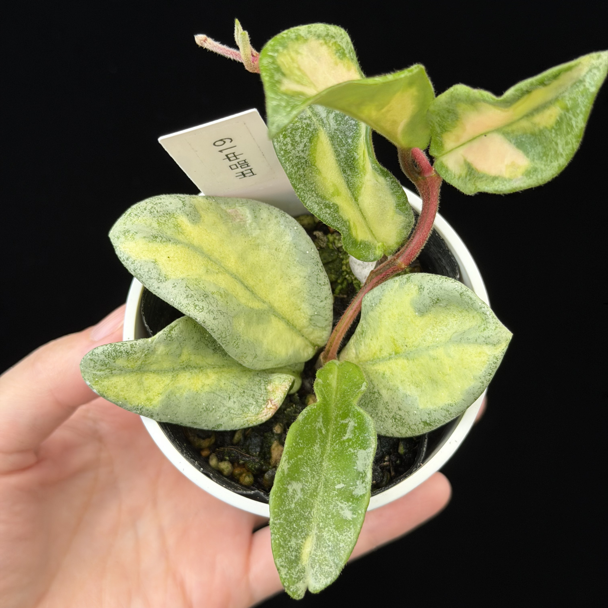 一点もの】ホヤ・アルゲンティア・プリンセス Hoya carnosa 'Argentea