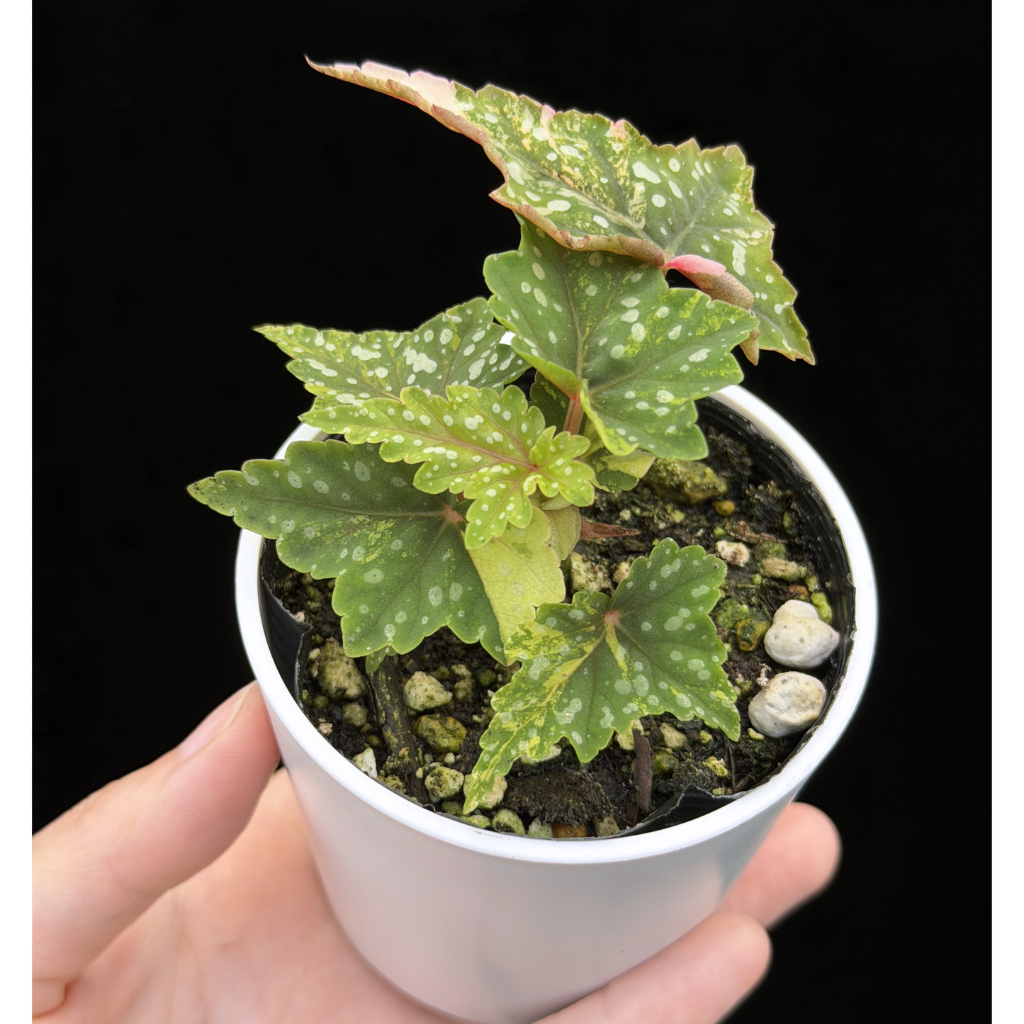 【一点もの】ベゴニア 出雲の煌星 斑入り Izumo no Kiraboshi variegated 希少 激レア