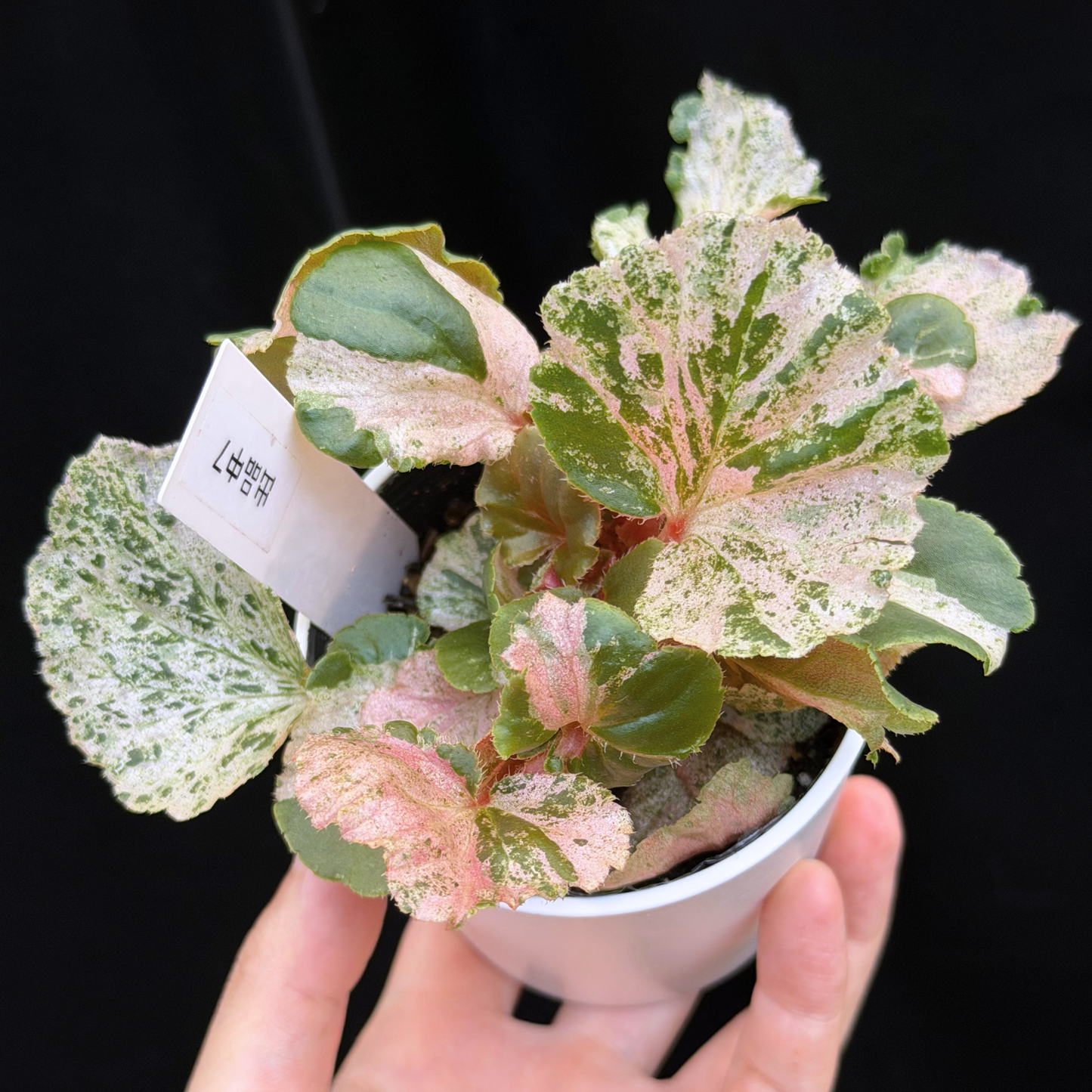 【一点もの】ベゴニア ククラータ ピンク斑入り begonia cucullata Pink variegated 希少 レア 7