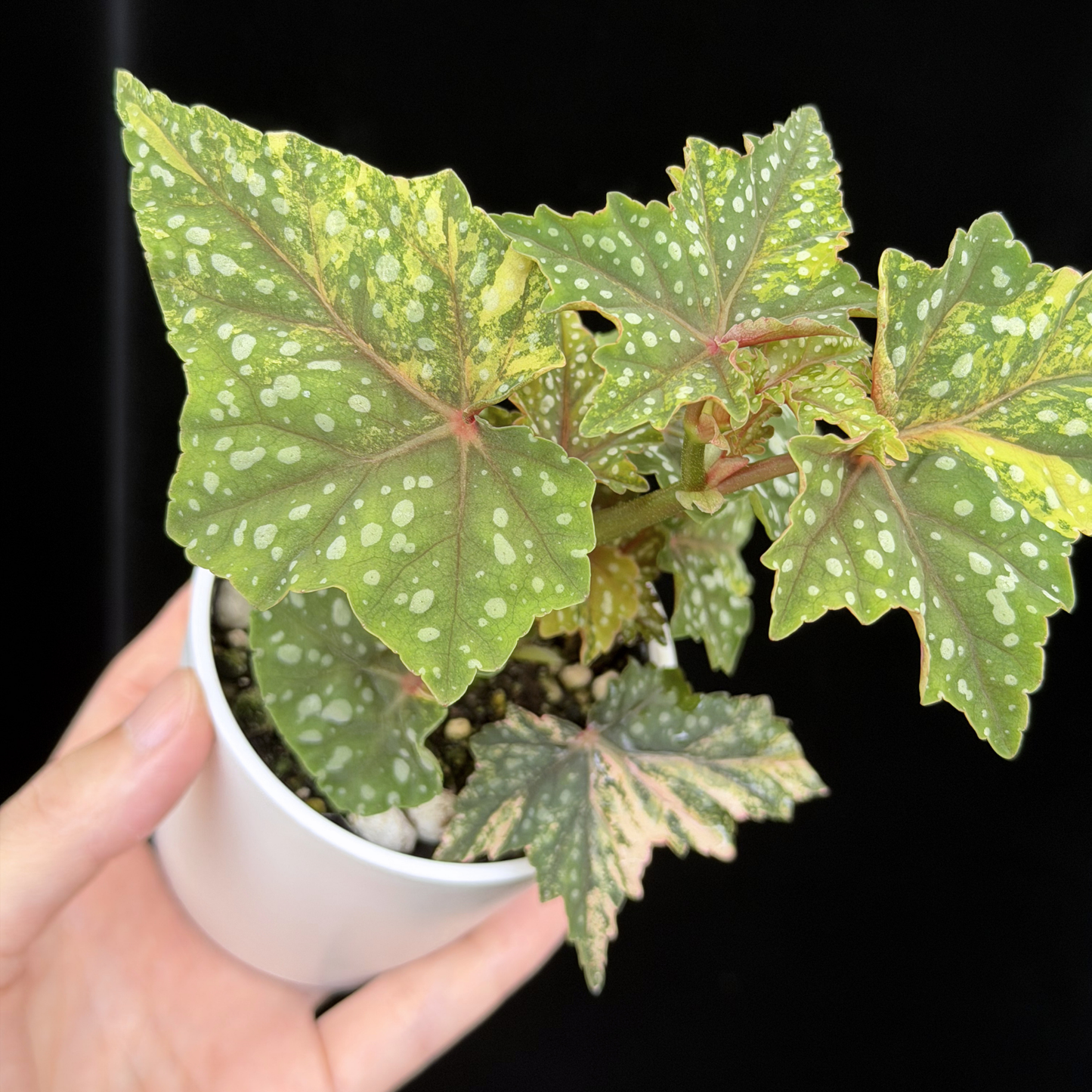 【一点もの】ベゴニア 出雲の煌星 斑入り Izumo no Kiraboshi variegated 希少 激レア