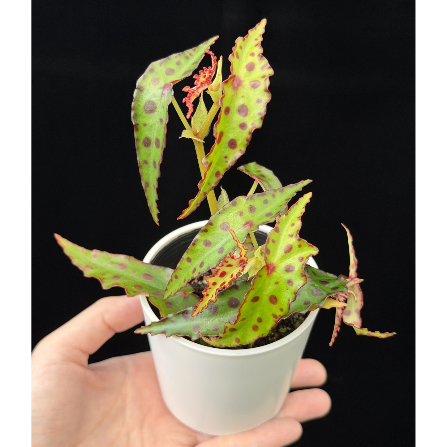 【一点もの】ベゴニア・アンフィオクサス Begonia amphioxus 2.5号