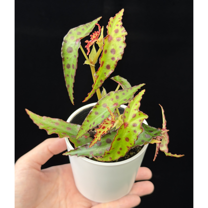 【一点もの】ベゴニア・アンフィオクサス Begonia amphioxus 2.5号